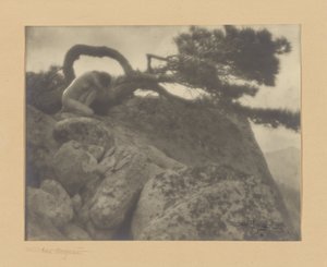 The Lone Pine by Anne W. Brigman